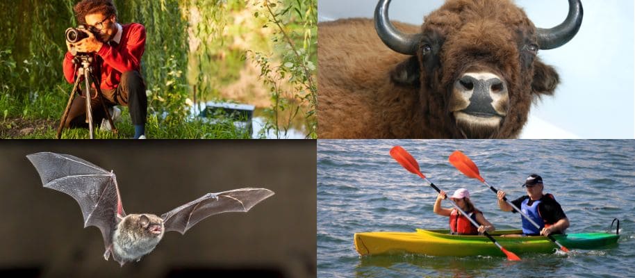Collage mit vier Naturmotiven: Ein Fotograf mit Kamera am Seeufer, ein Auerochse in Nahaufnahme, eine fliegende Fledermaus und zwei Personen im Kanu auf dem Wasser.