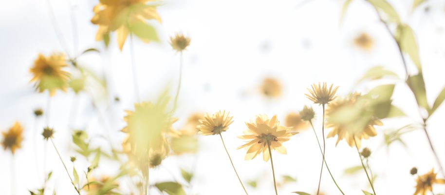 orange Blumen gegen den Himmel fotografiert