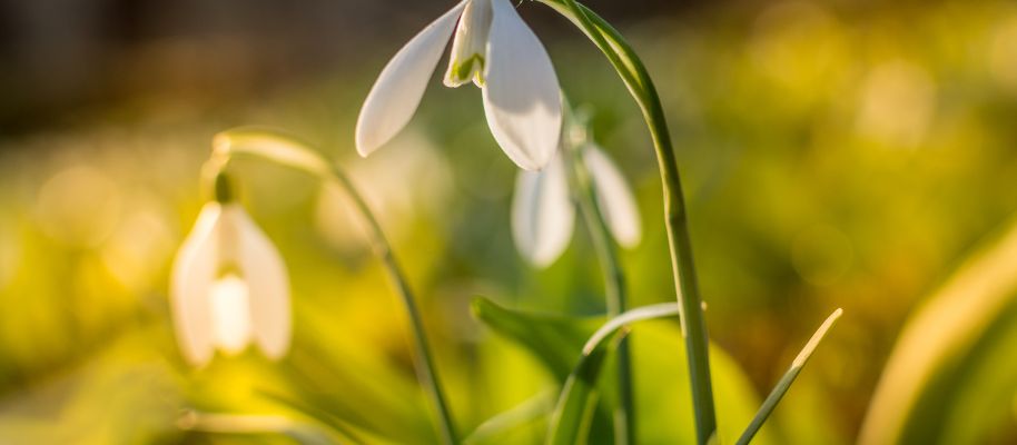 schneeglöckchen im Sonnenlicht